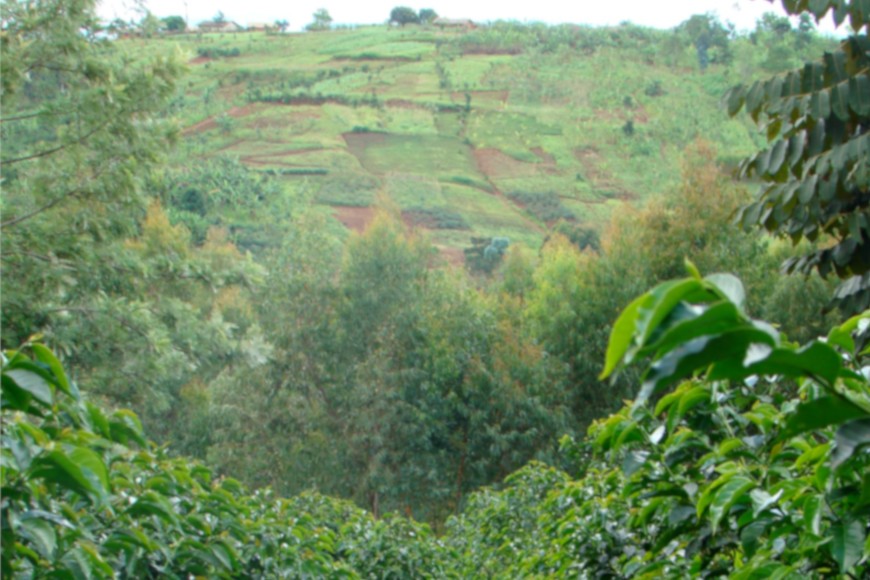 Káva z malé zemičky jménem Burundi